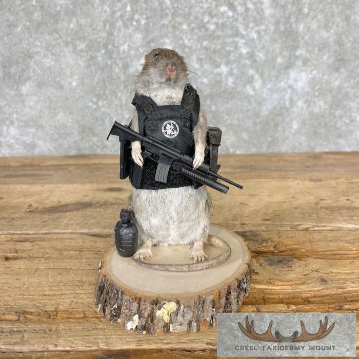 Tactical Rat Novelty Taxidermy Mount For Sale - Image 2