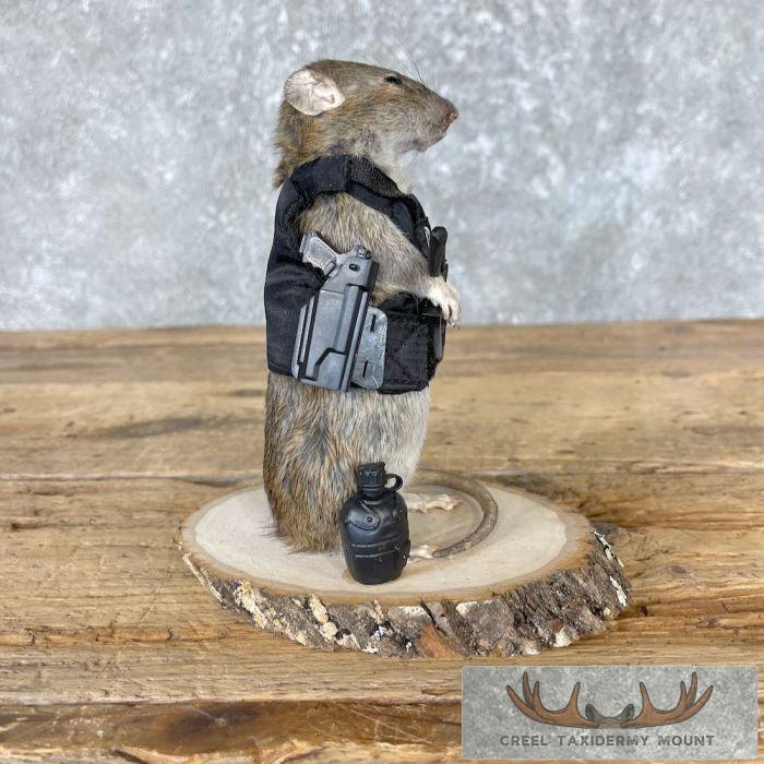 Tactical Rat Novelty Taxidermy Mount For Sale - Image 3
