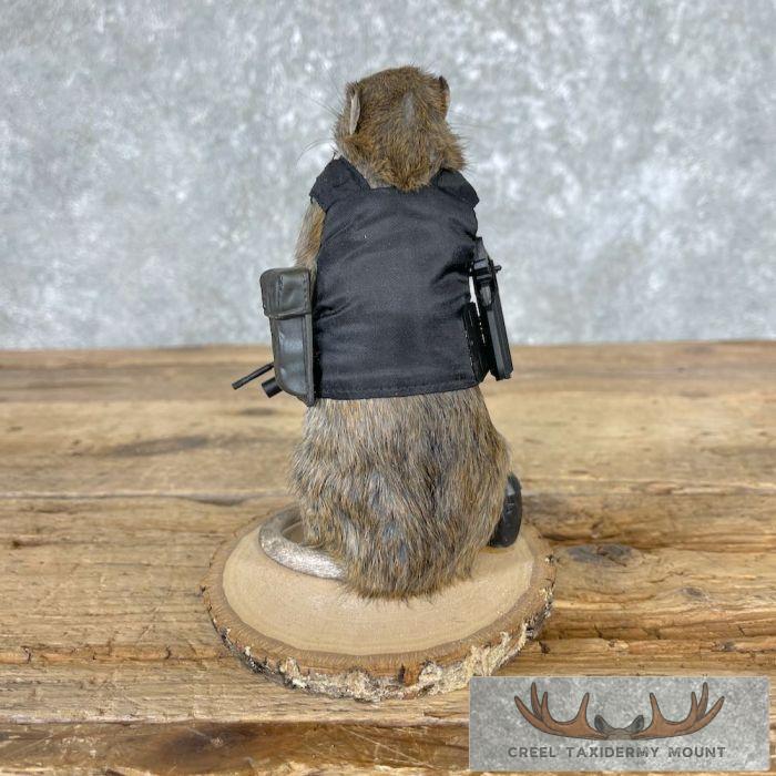 Tactical Rat Novelty Taxidermy Mount For Sale - Image 4