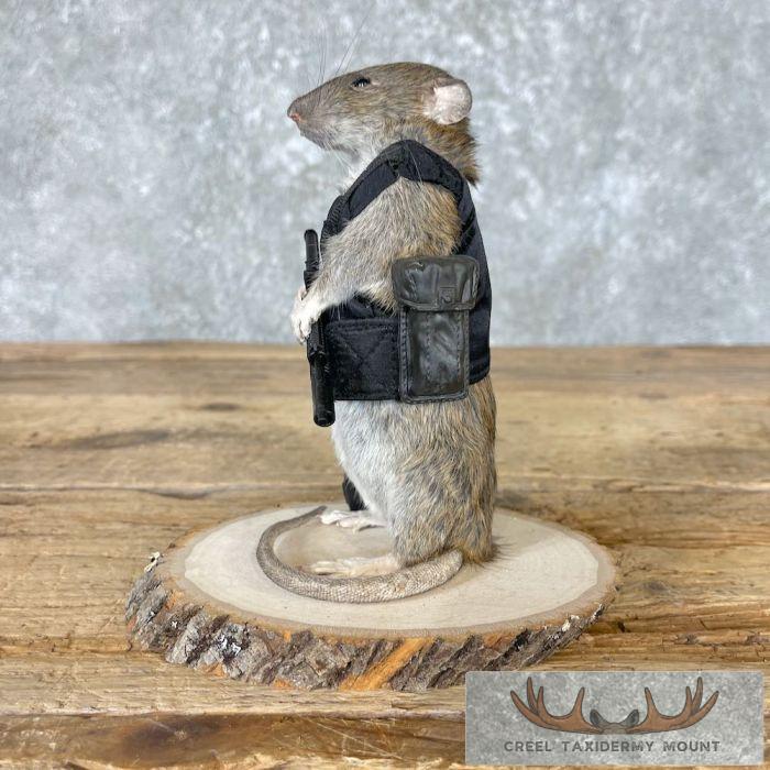 Tactical Rat Novelty Taxidermy Mount For Sale - Image 5