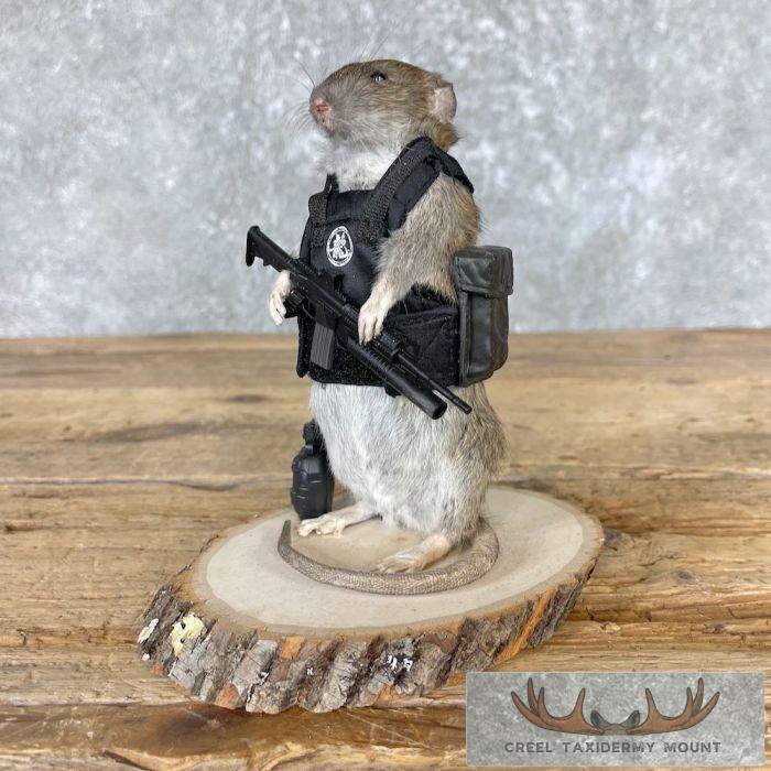 Tactical Rat Novelty Taxidermy Mount For Sale - Image 6