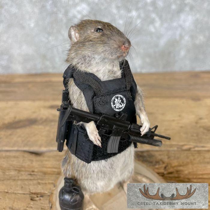Tactical Rat Novelty Taxidermy Mount For Sale - Image 7