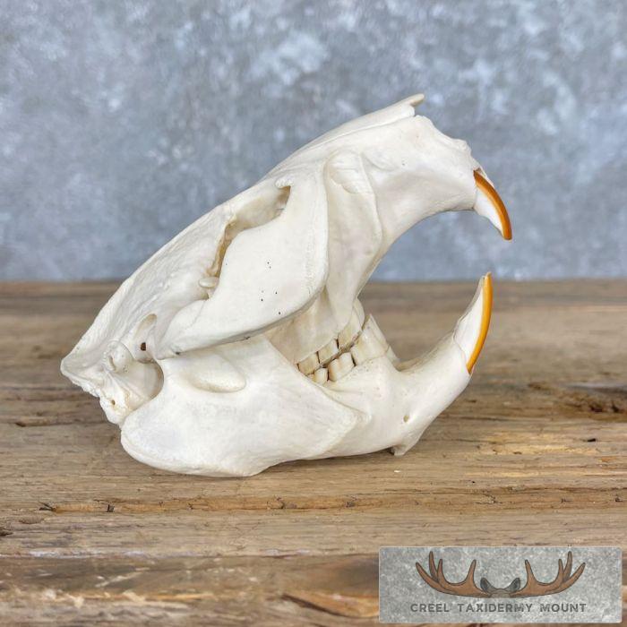 Beaver Full Skull Taxidermy Mount For Sale - Image 2