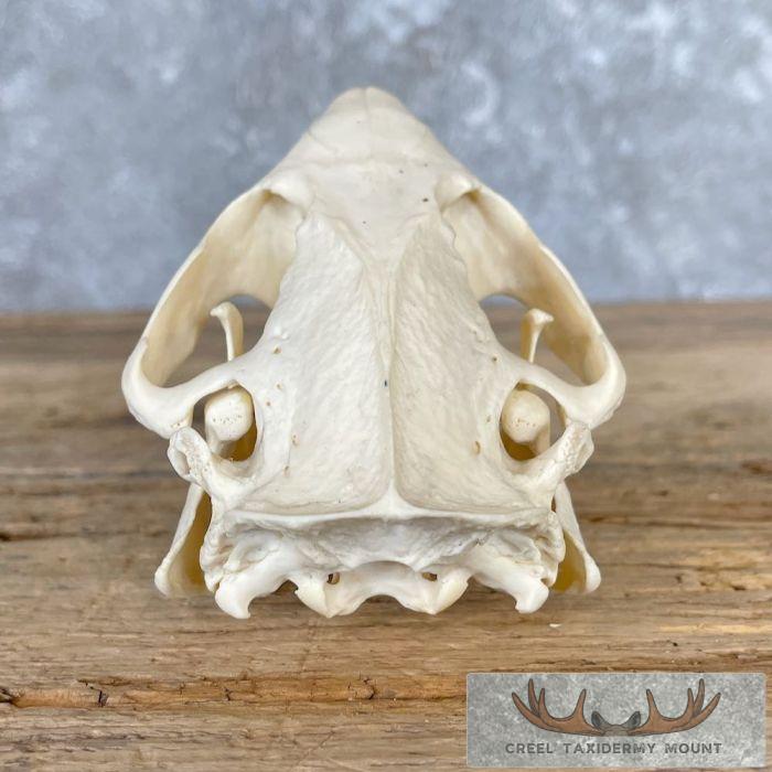 Beaver Full Skull Taxidermy Mount For Sale - Image 3