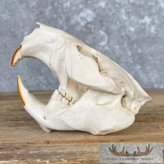 Beaver Full Skull Taxidermy Mount For Sale - Image 4