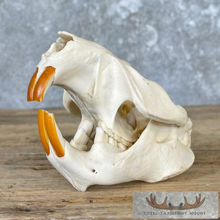 Beaver Full Skull Taxidermy Mount For Sale - Image 5