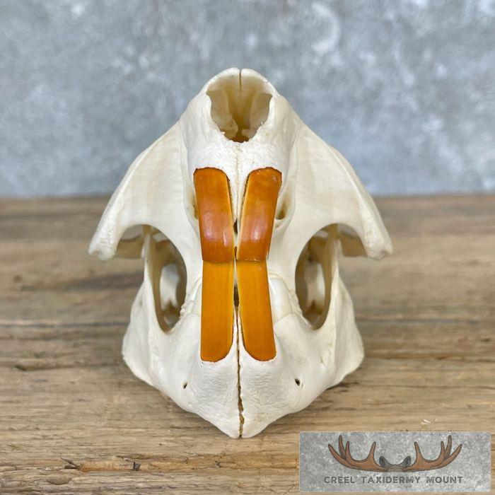 Beaver Full Skull Taxidermy Mount For Sale - Image 6