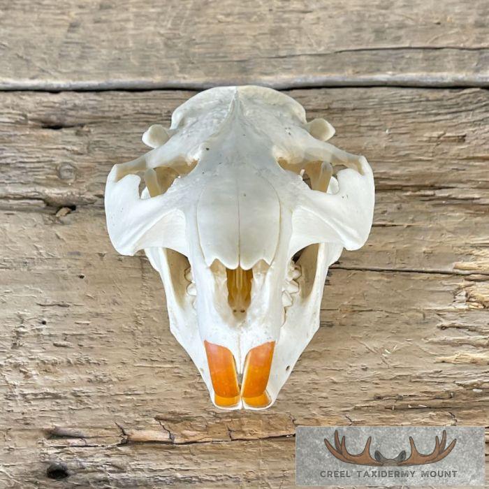 Beaver Full Skull Taxidermy Mount For Sale - Image 7