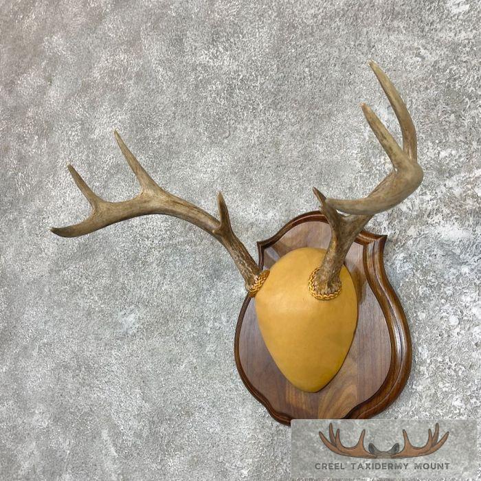 Whitetail Deer Antler Plaque Taxidermy Mount For Sale - Image 2