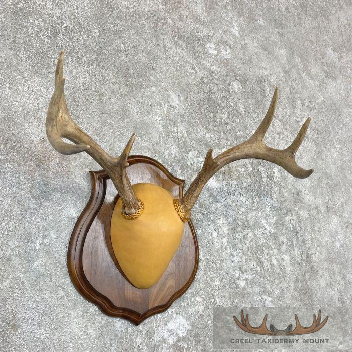 Whitetail Deer Antler Plaque Taxidermy Mount For Sale - Image 3