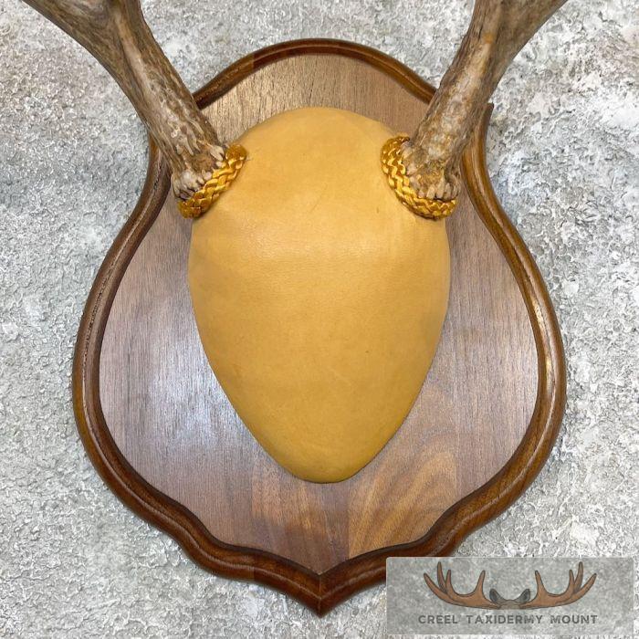 Whitetail Deer Antler Plaque Taxidermy Mount For Sale - Image 4