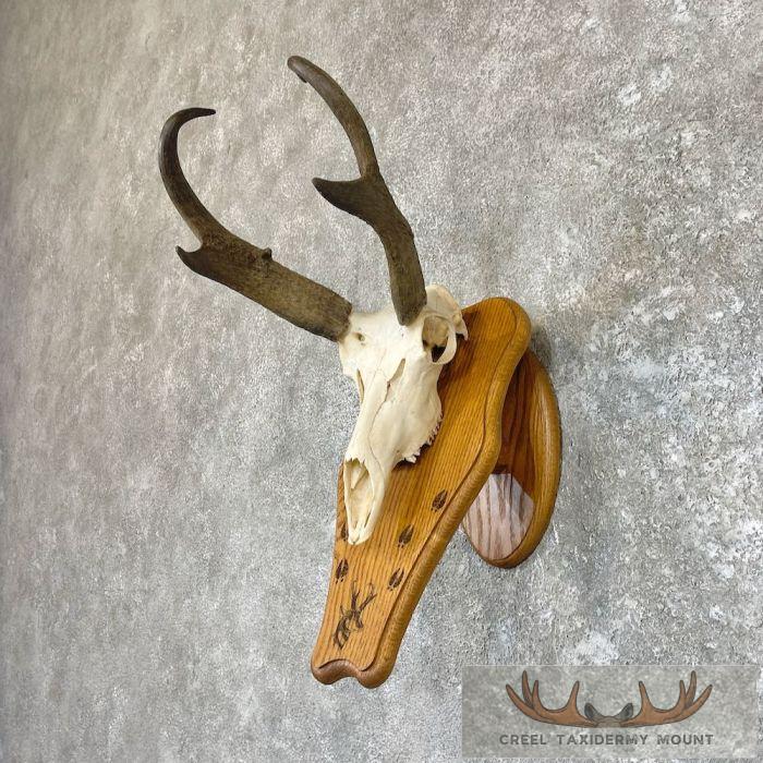 Pronghorn Skull & Horns European Mount For Sale - Image 2