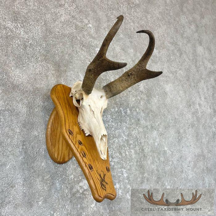 Pronghorn Skull & Horns European Mount For Sale - Image 3