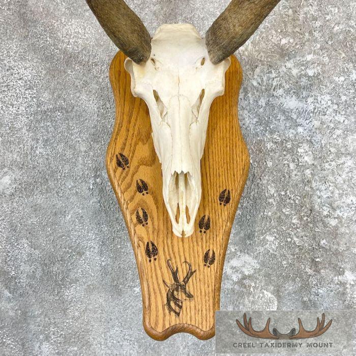 Pronghorn Skull & Horns European Mount For Sale - Image 4