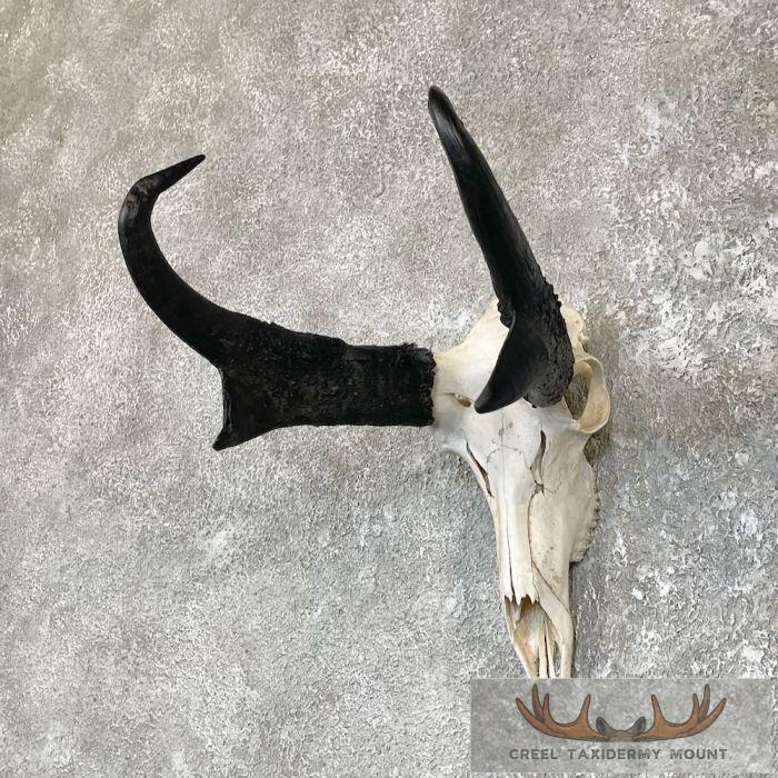 Pronghorn Skull & Horns European Mount For Sale - Image 2