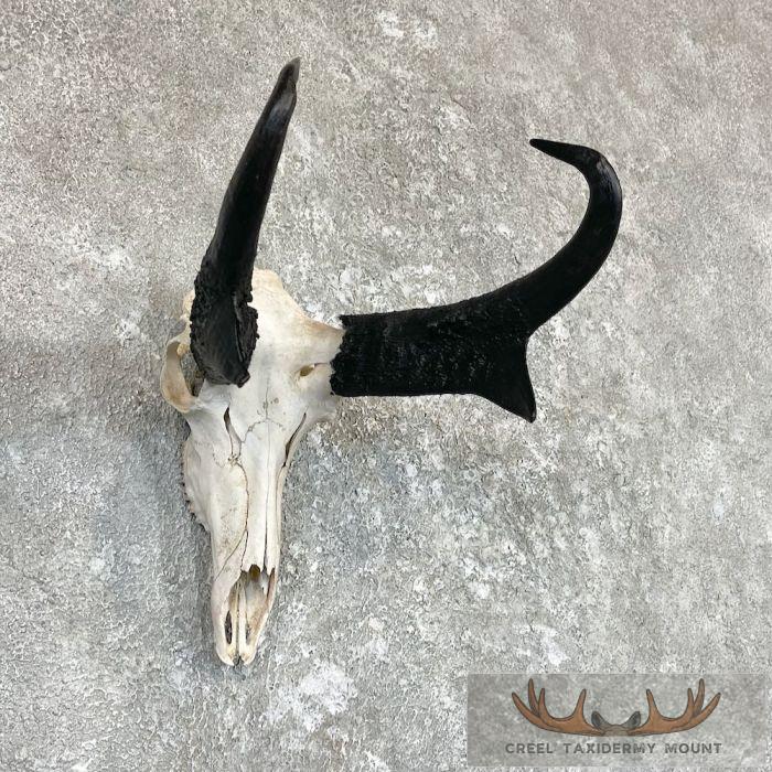 Pronghorn Skull & Horns European Mount For Sale - Image 3