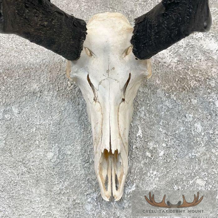 Pronghorn Skull & Horns European Mount For Sale - Image 4