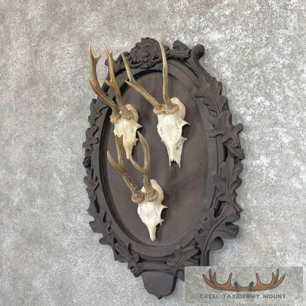 European Roe Deer Taxidermy Mount For Sale - Creel Taxidermy