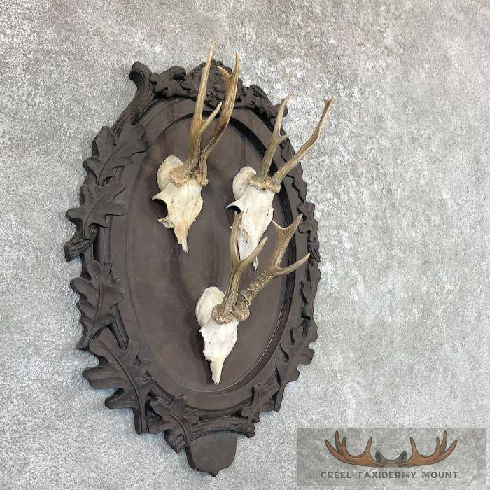 European Roe Deer Taxidermy Mount For Sale - Image 2