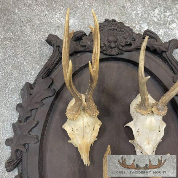 European Roe Deer Taxidermy Mount For Sale - Creel Taxidermy