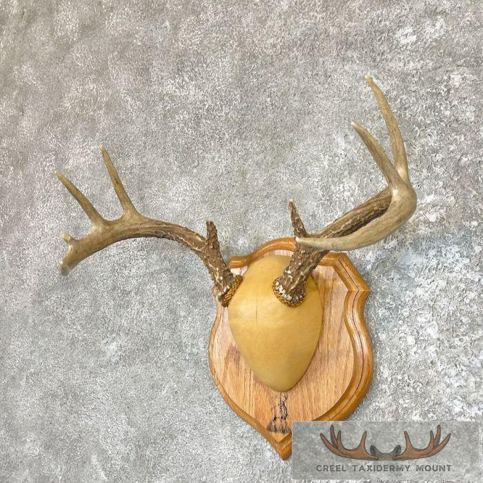 Whitetail Deer Antler Plaque Taxidermy For Sale - Image 2