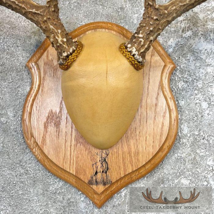 Whitetail Deer Antler Plaque Taxidermy For Sale - Image 4