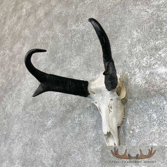 Pronghorn Skull & Horns European Mount For Sale - Image 2
