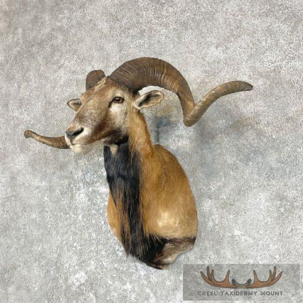 Corsican Ram Taxidermy Shoulder Mount For Sale - Image 2