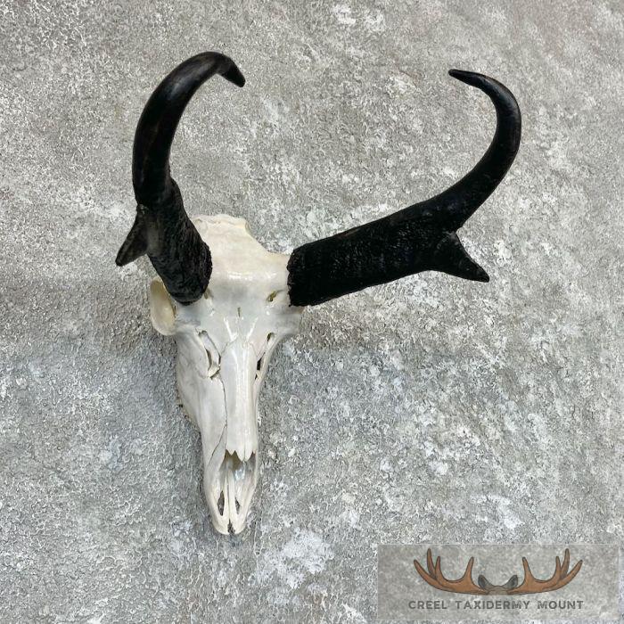 Pronghorn Skull & Horns European Mount For Sale - Image 3