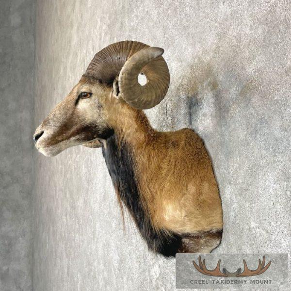 Corsican Ram Taxidermy Shoulder Mount For Sale - Image 3