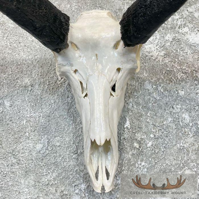 Pronghorn Skull & Horns European Mount For Sale - Image 4