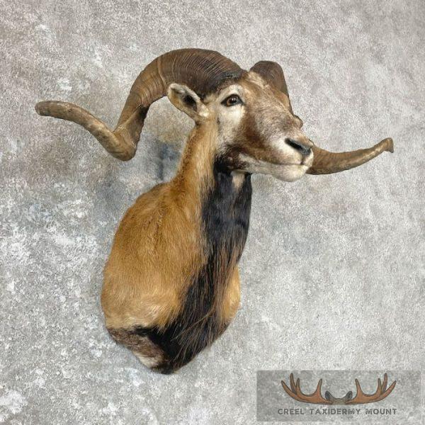 Corsican Ram Taxidermy Shoulder Mount For Sale - Image 4