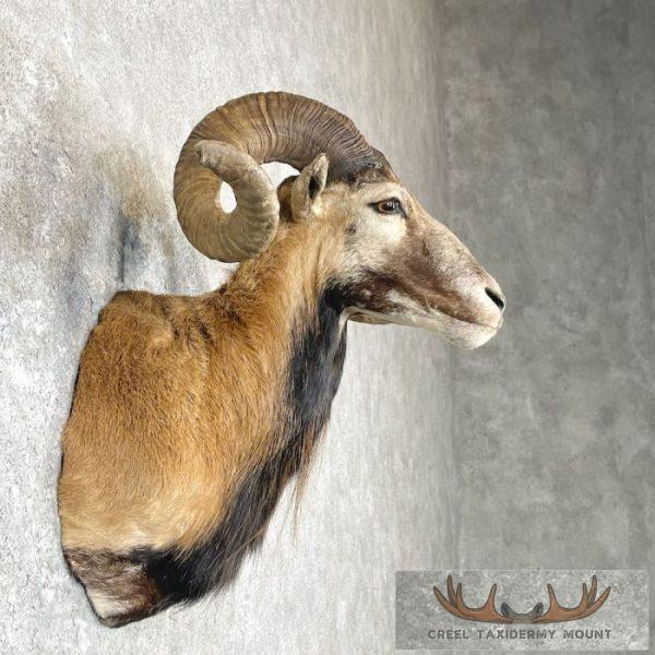 Corsican Ram Taxidermy Shoulder Mount For Sale - Image 5
