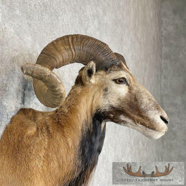 Corsican Ram Taxidermy Shoulder Mount For Sale - Image 6
