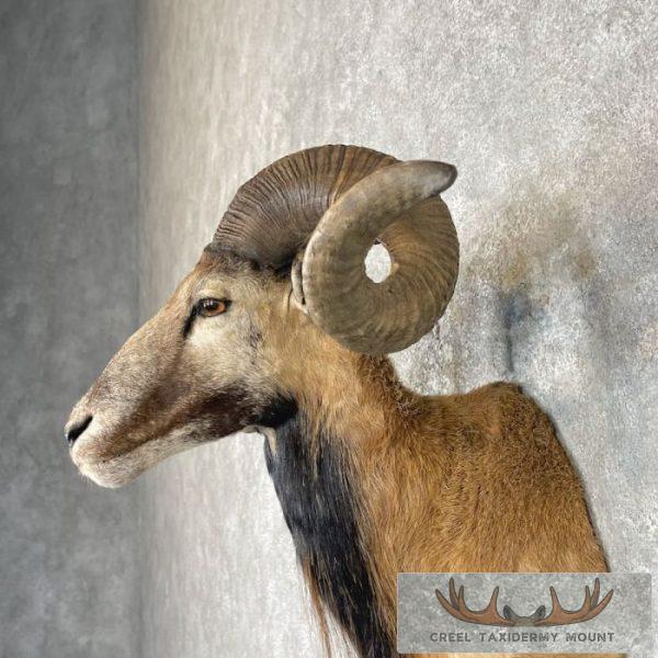 Corsican Ram Taxidermy Shoulder Mount For Sale - Image 7