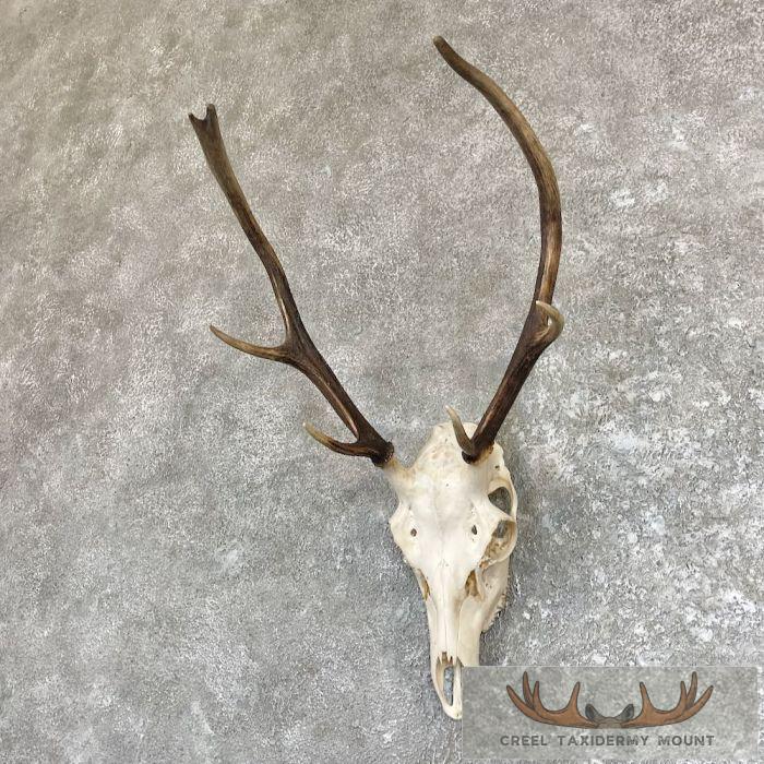 Sika Deer Skull Taxidermy Mount For Sale - Image 2