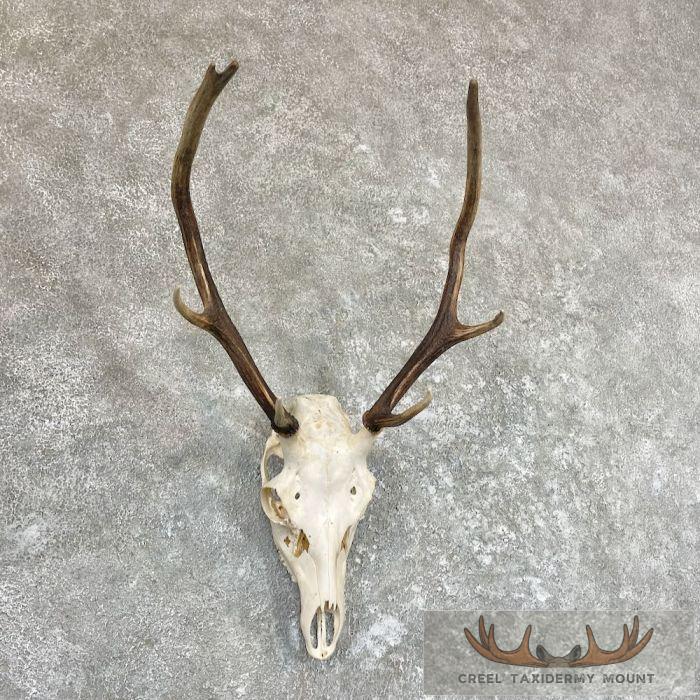 Sika Deer Skull Taxidermy Mount For Sale - Image 3