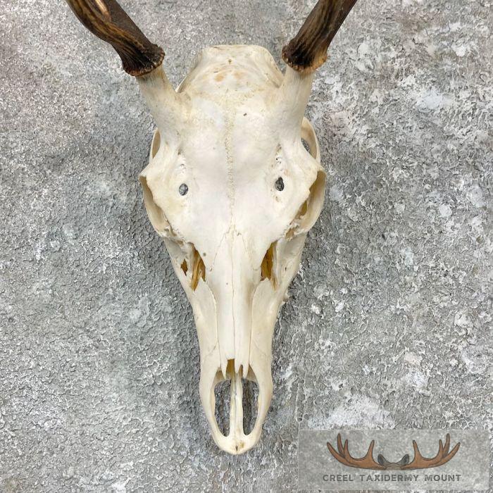 Sika Deer Skull Taxidermy Mount For Sale - Image 4