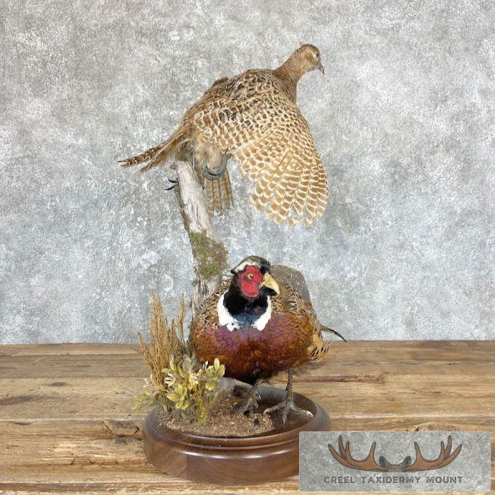 Ringneck Pheasant Pair Taxidermy Bird Mount For Sale - Image 2