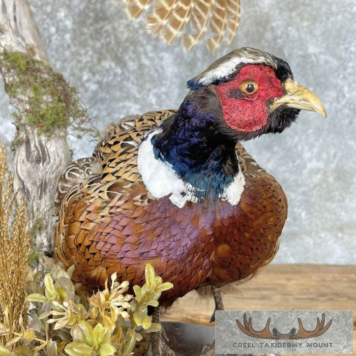 Ringneck Pheasant Pair Taxidermy Bird Mount For Sale - Image 3