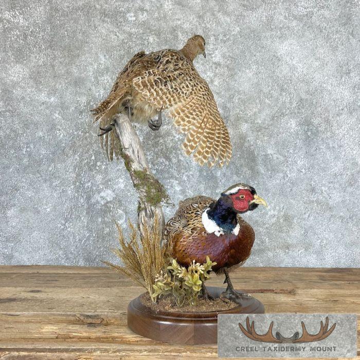 Ringneck Pheasant Pair Taxidermy Bird Mount For Sale - Image 4