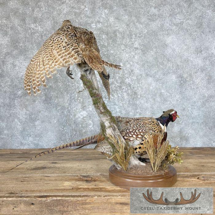 Ringneck Pheasant Pair Taxidermy Bird Mount For Sale - Image 5