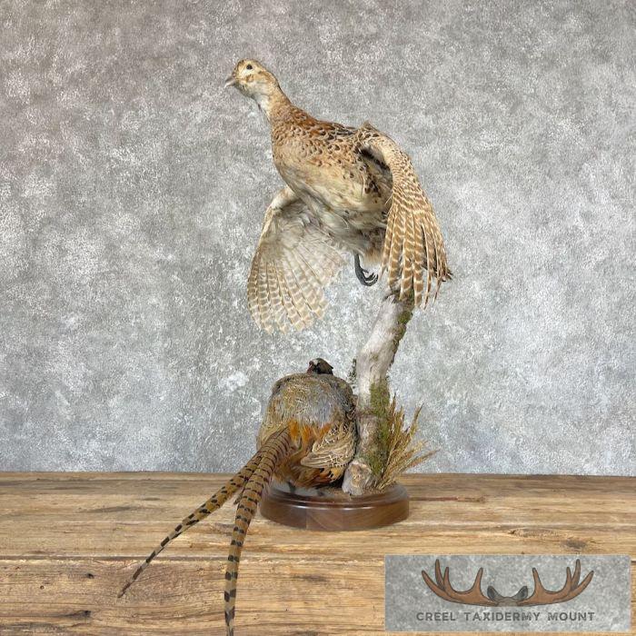 Ringneck Pheasant Pair Taxidermy Bird Mount For Sale - Image 6