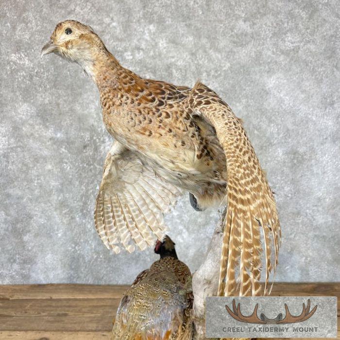 Ringneck Pheasant Pair Taxidermy Bird Mount For Sale - Image 7