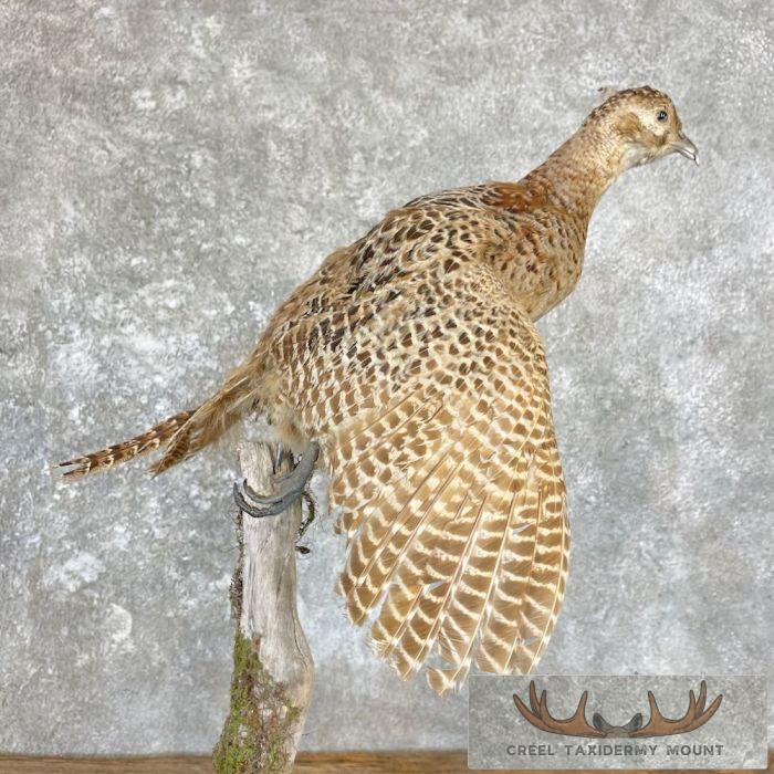 Ringneck Pheasant Pair Taxidermy Bird Mount For Sale - Image 8