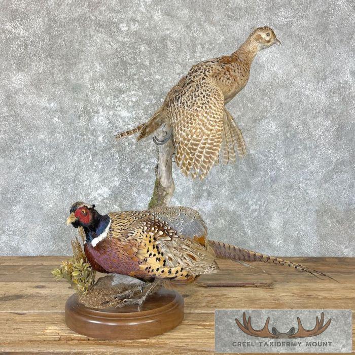 Ringneck Pheasant Pair Taxidermy Bird Mount For Sale - Image 9