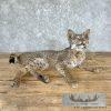 Bobcat Taxidermy Mount For Sale - Image 2
