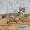 Bobcat Taxidermy Mount For Sale - Image 3