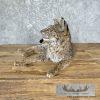 Bobcat Taxidermy Mount For Sale - Image 4