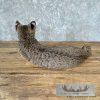 Bobcat Taxidermy Mount For Sale - Image 5